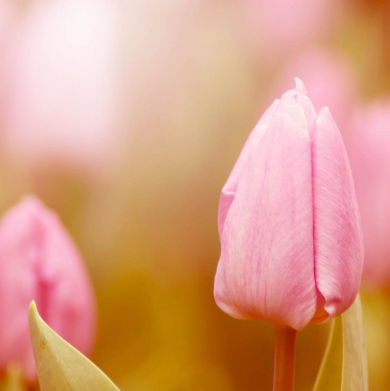 Обои тюльпаны персиковые