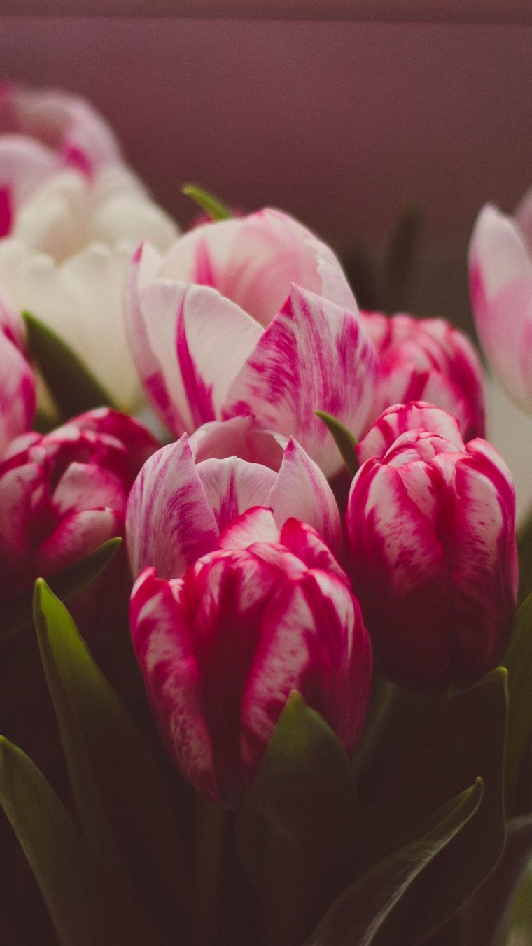 Много тюльпанов