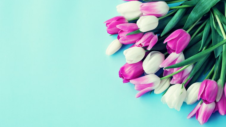 Нежные тюльпаны в росе