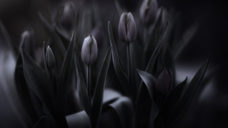 Нежные весенние цветы