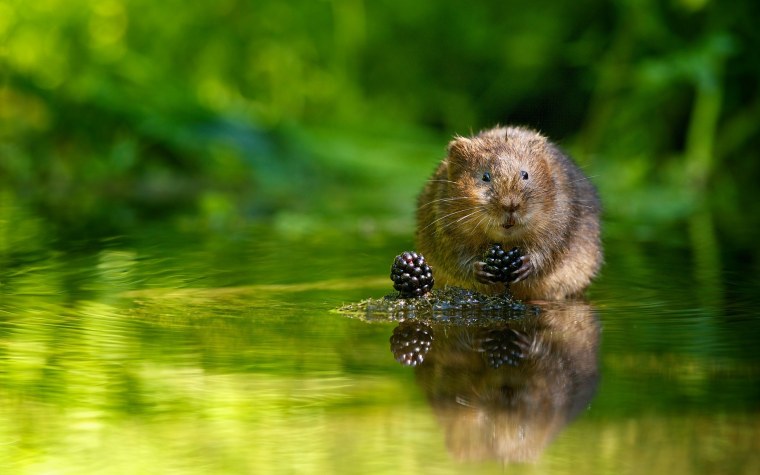Бредут бобры в сыры боры бобры храбры а для бобрят добры