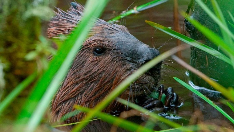Животное Аляски калана