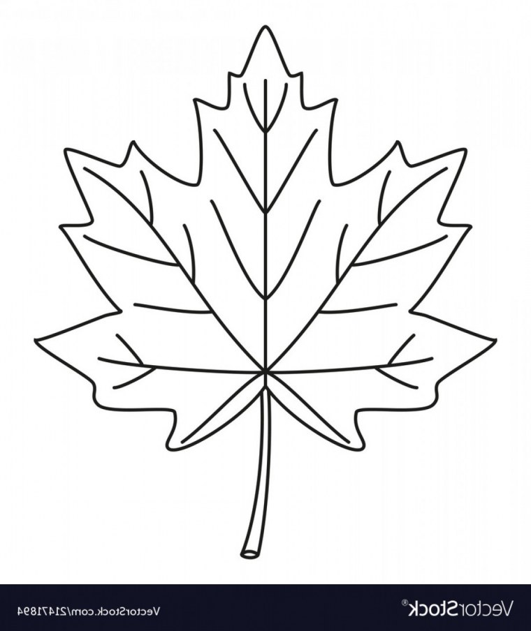 Осенние листья вектор контур