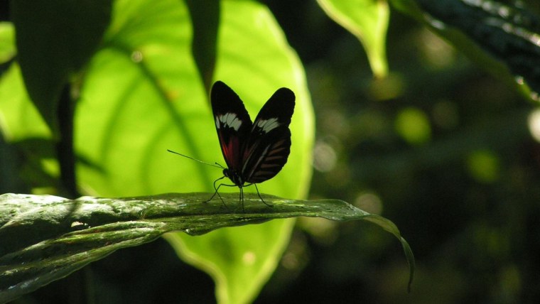 Бабочка макро