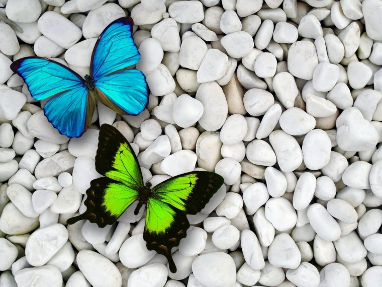 Фон бабочки