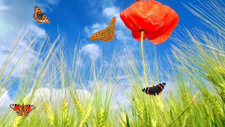 Заставка бабочки