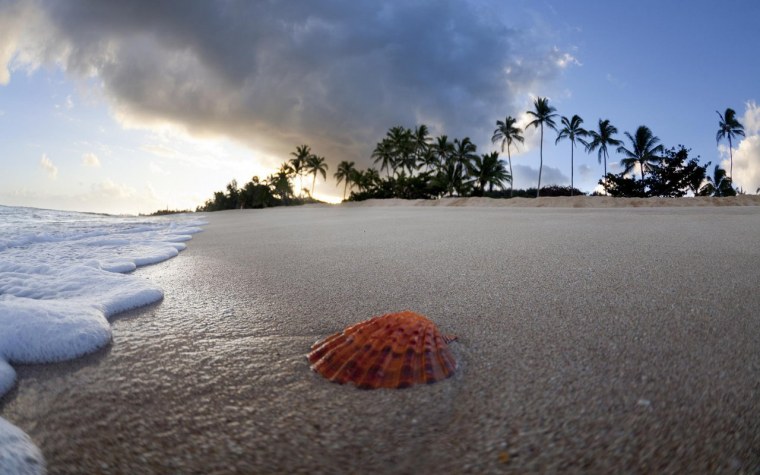 Пляж с ракушками море пальмы
