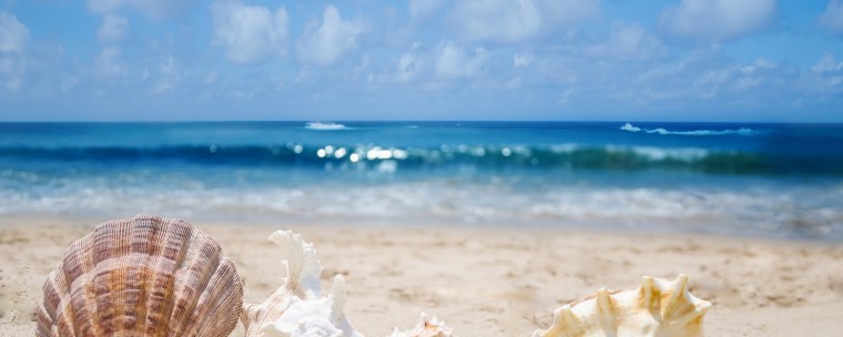 Море песок ракушки макро