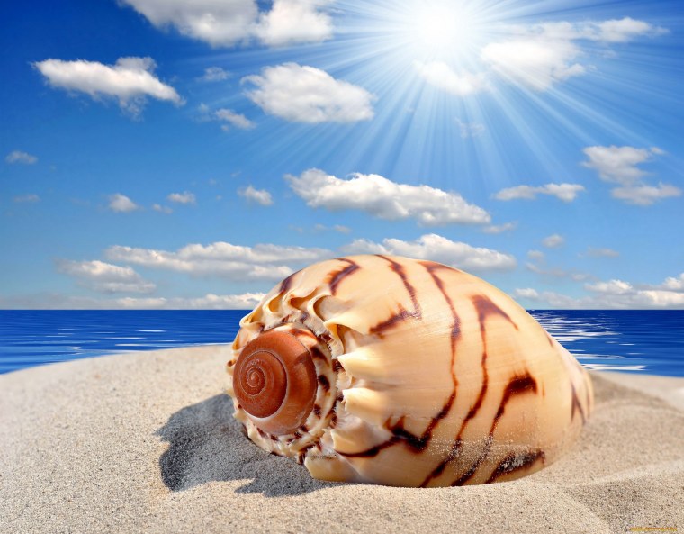 Море песок ракушки