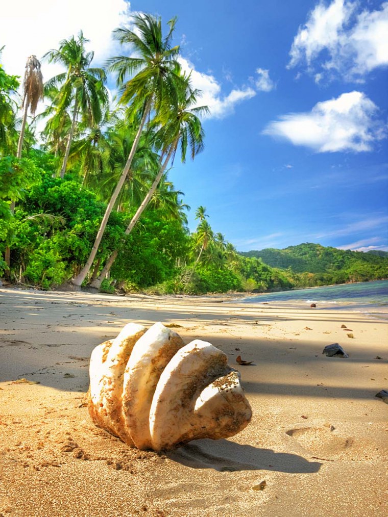 Картинки море пальмы ракушки