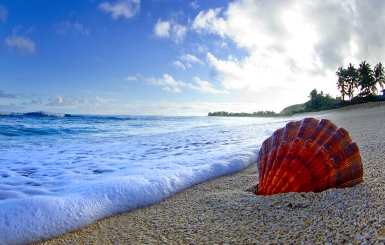Красное море пляж ракушки