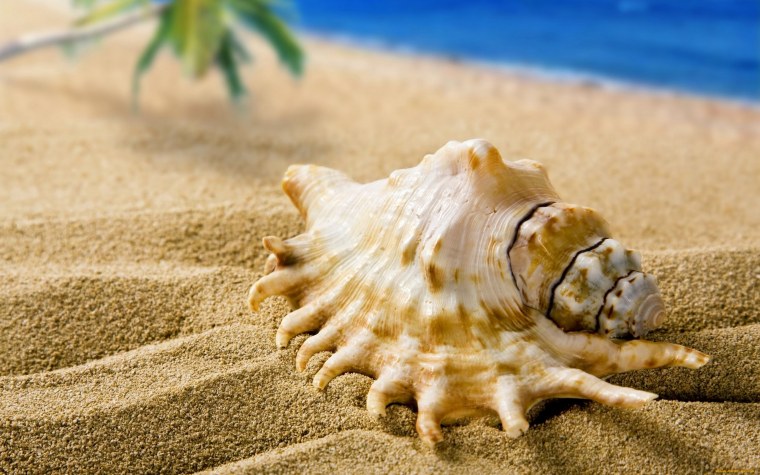 Берег песок ракушки