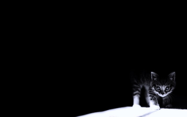 Кот на темном фоне