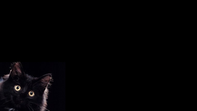 Кошка на черном фоне