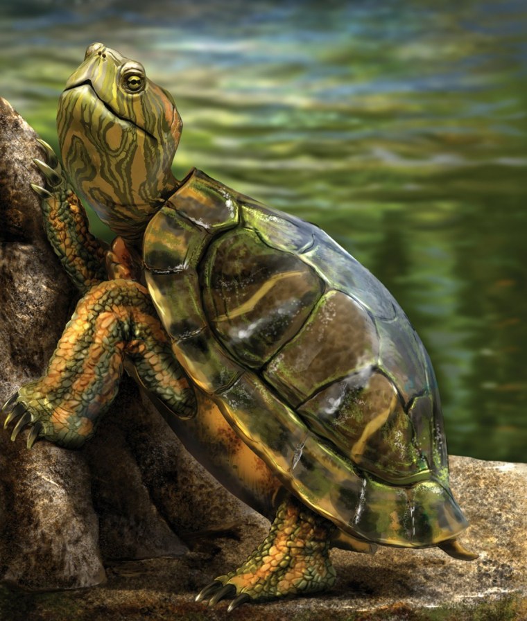 Земля на черепахе