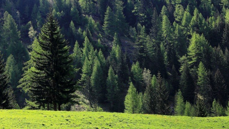 Подлесок тайги