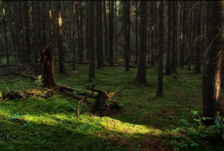 Левитан тропинка в лиственном лесу