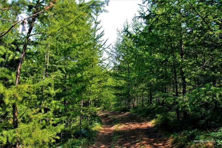 Реликтовый ельник Байкала