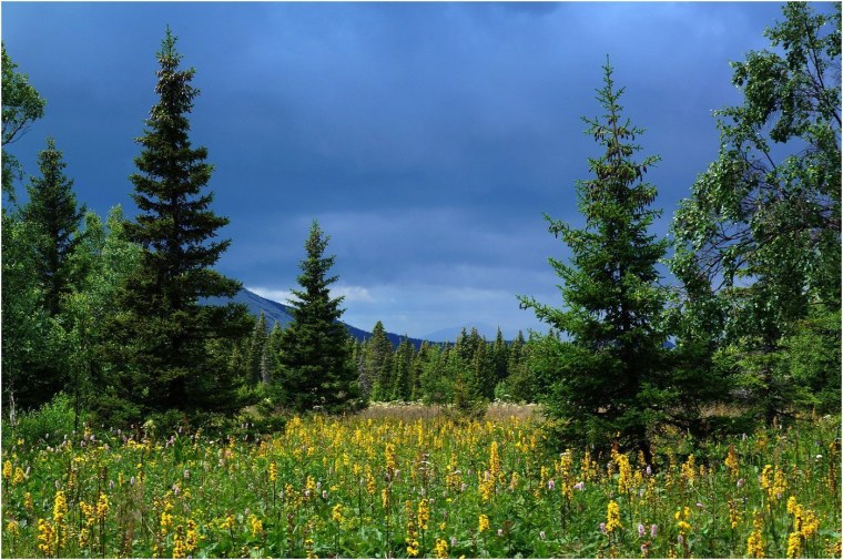 Лесная Лиственная чаща