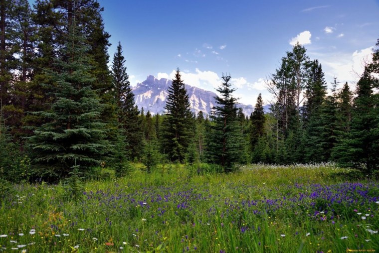 Лес секвойи в Калифорнии