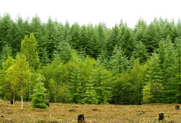 Хвойные деревья ель