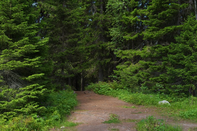 Хвойный горный лес Брокен