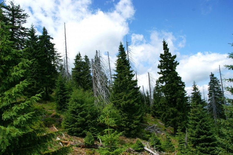 Пихта подлесок