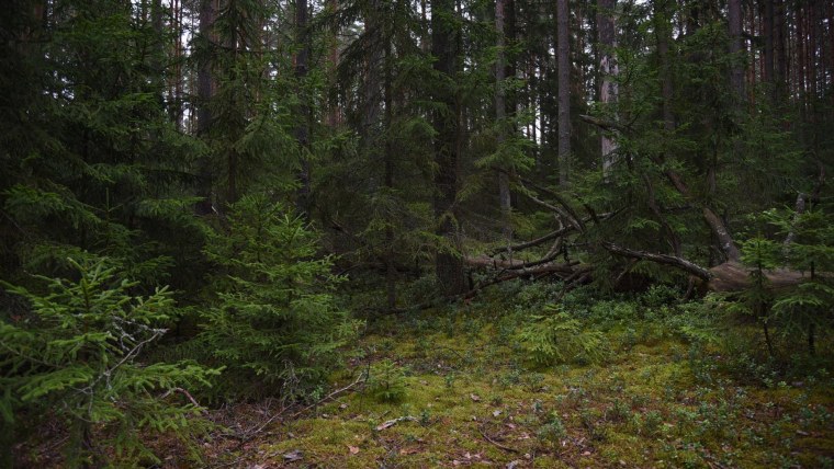 Борис Пастернак Весна в лесу