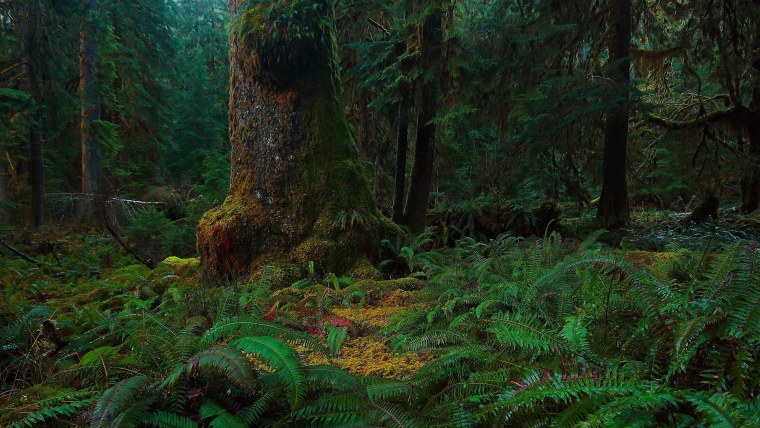 Никольская Лесная дача