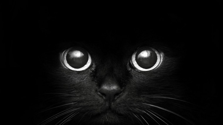 Крутые коты в космосе