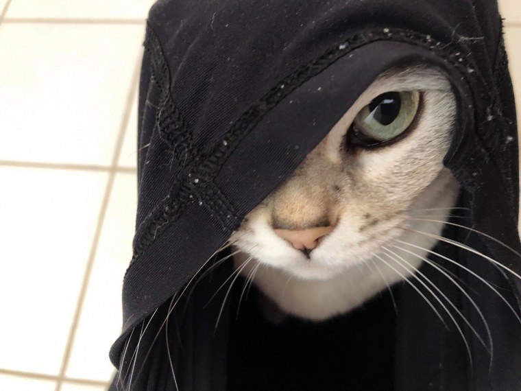 Рыжий кот в шляпе