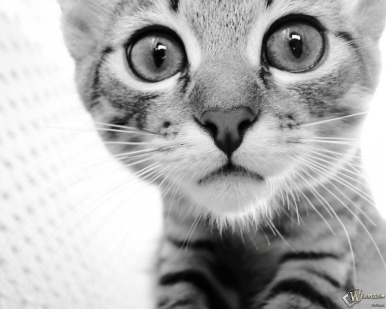 Кот в очках