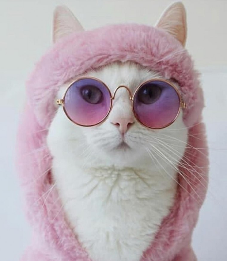 Стильный котик