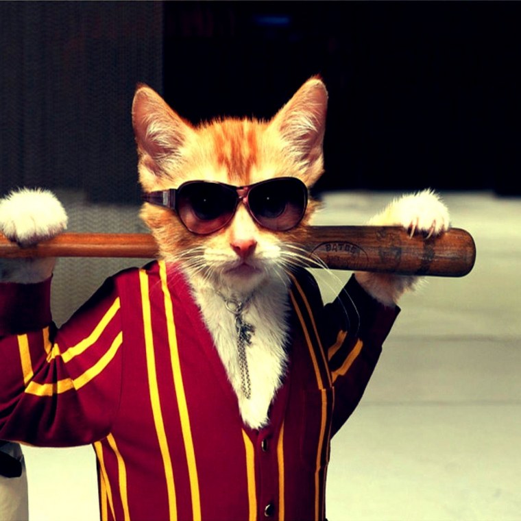 Кот в панамке и очках