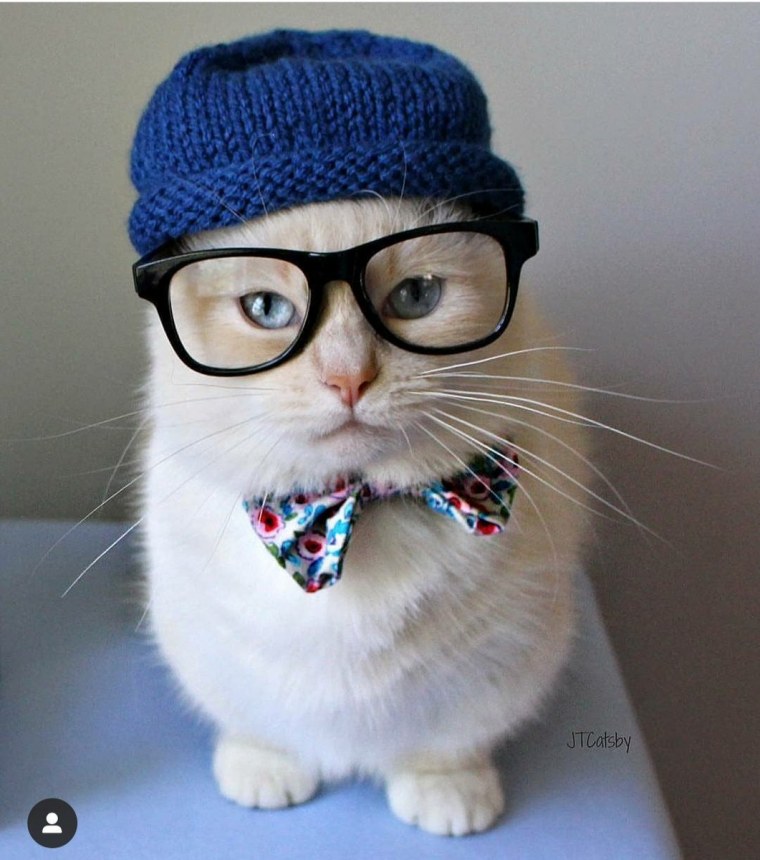 Милые котики в очках