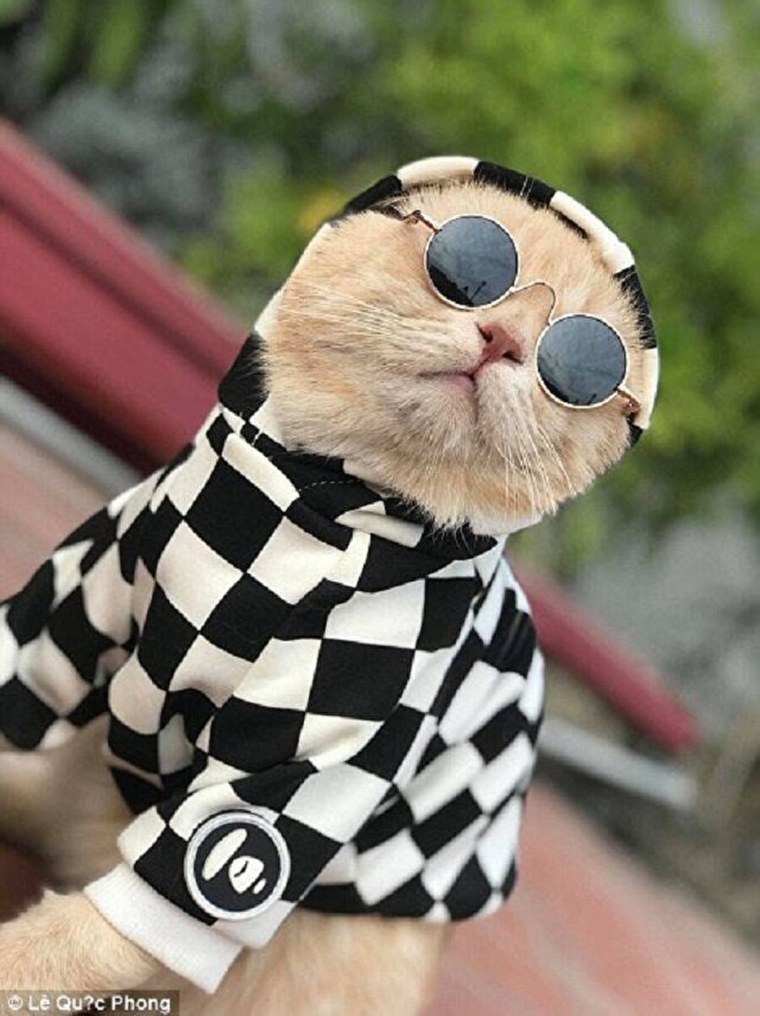 Кот в наушниках