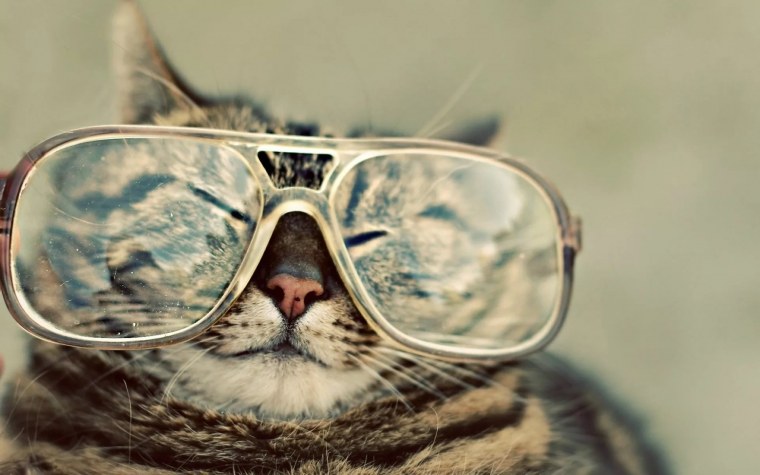 Крутой котик в очках