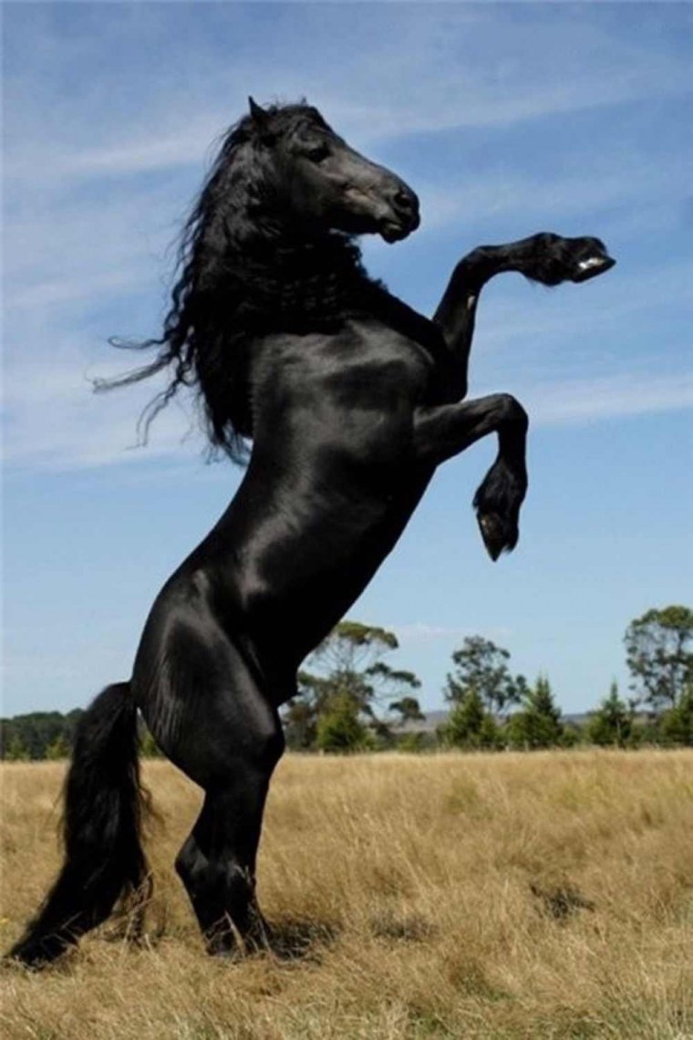 Лошадь марвари чёрная
