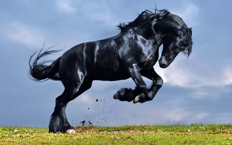 Мустанг лошадь черный