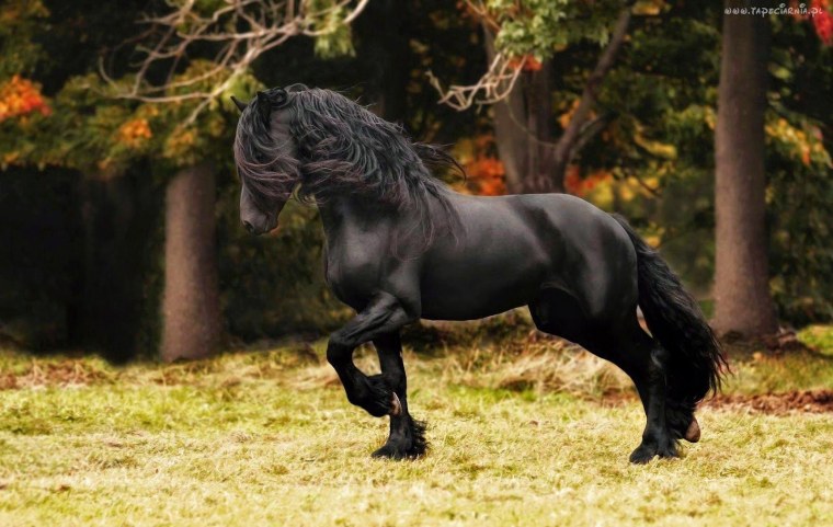 Фризская лошадь огненно каштановый