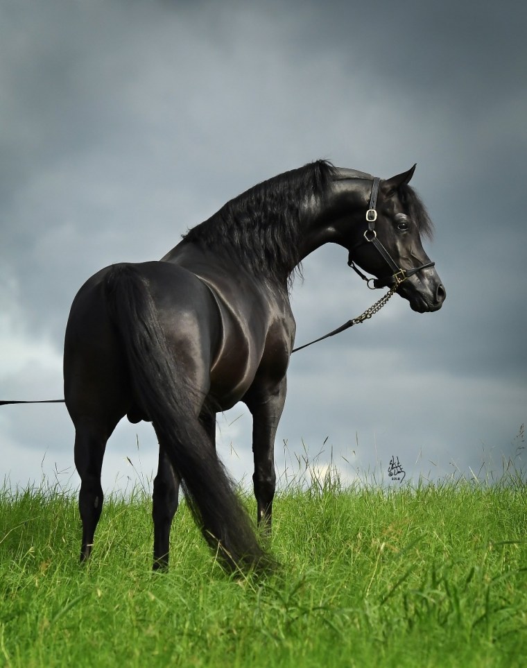 Вороная лошадь