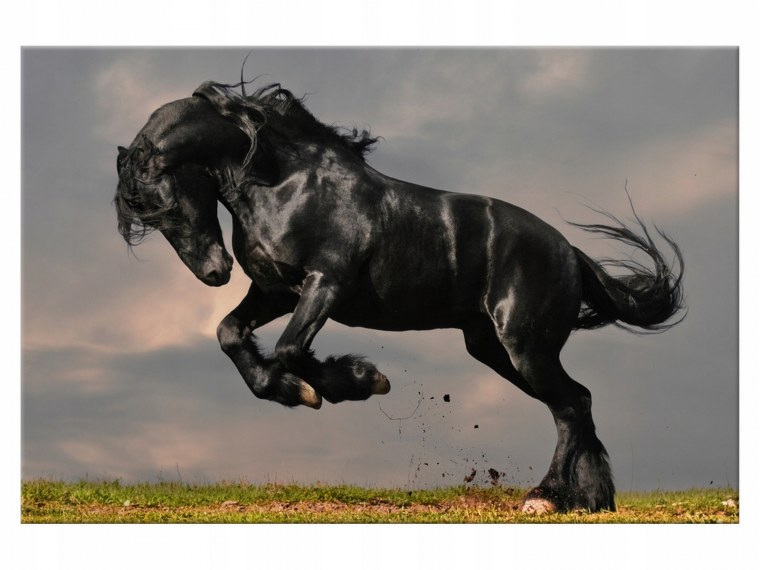 Черный Мустанг конь