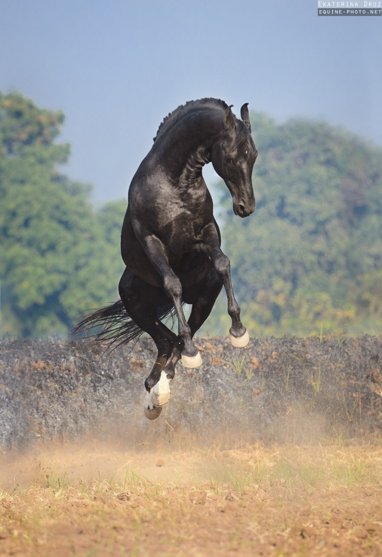 Мустанг, Фризская лошадь, жеребец freepng