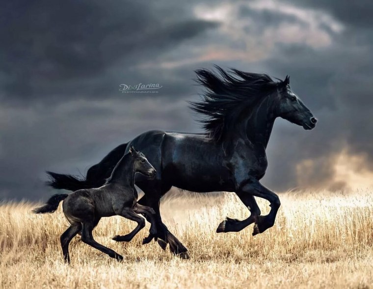 Артур пирожков Кентавр