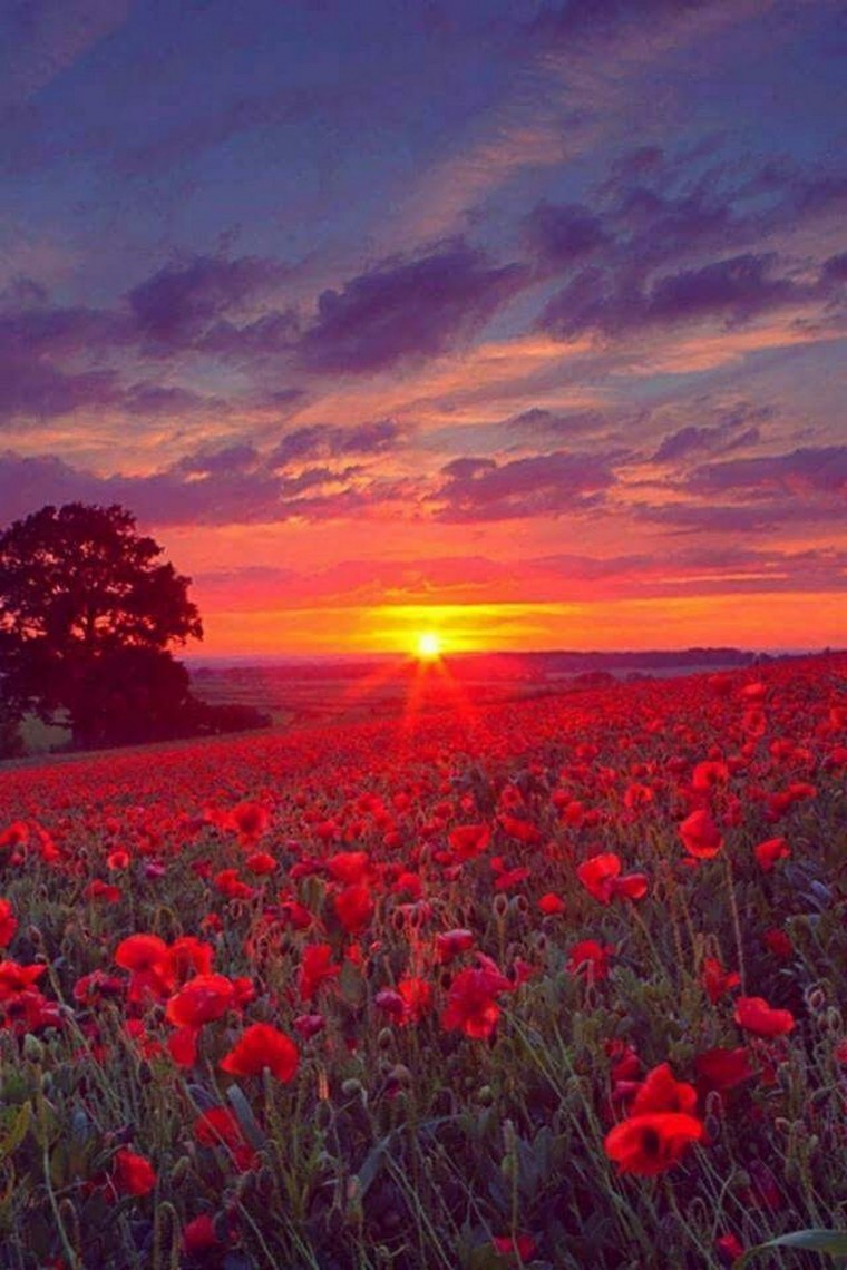 Цветы на рассвете