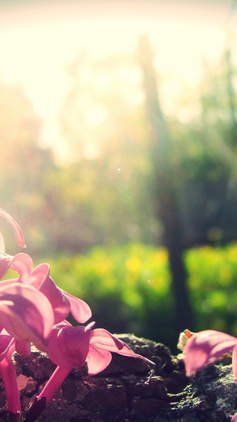 Картинки на аватарку цветы природа