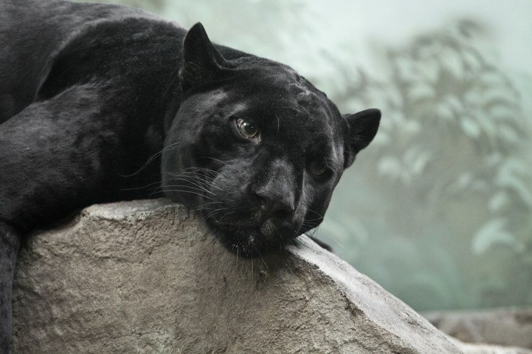 Мистическая пантера