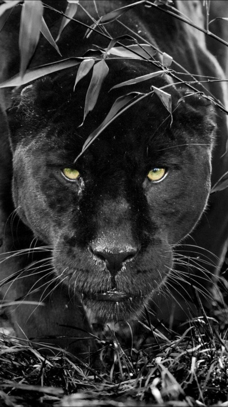 Глаза пантеры