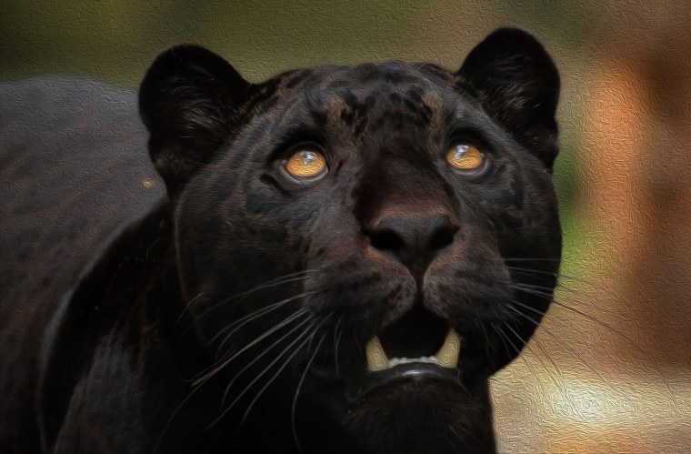 Черная пантера Багира