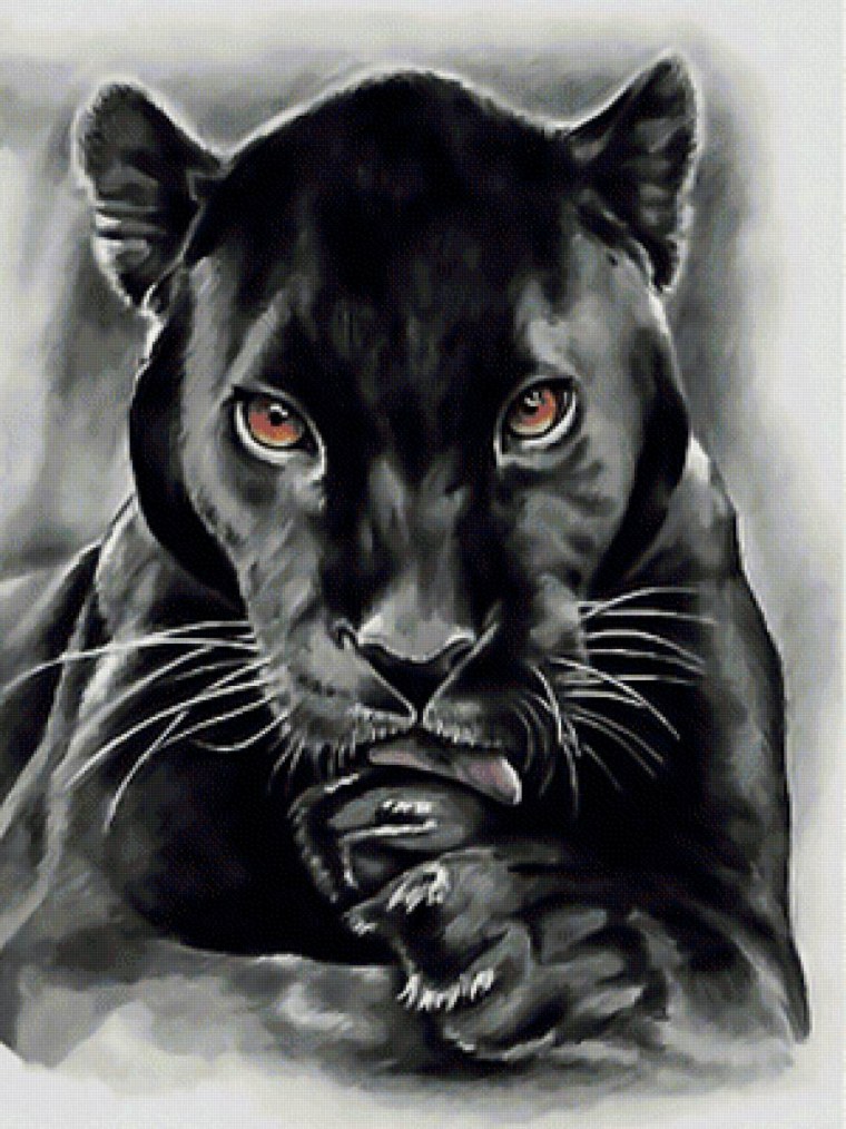 Пума черная и пантера